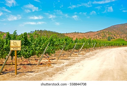 Vineyard Of Sauvignon Blanc