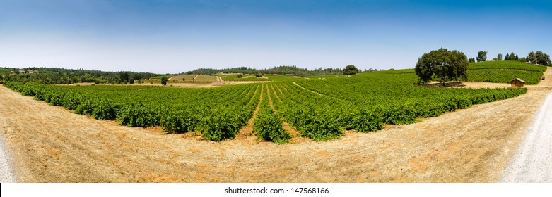 Vineyard, Shenandoah Valley, California, 