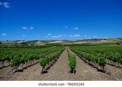 Vineyard In Sicily