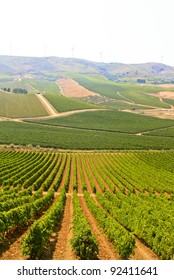 Vineyard In Sicily.