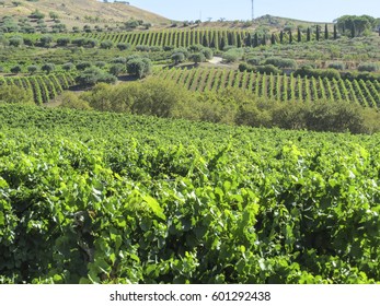 Vineyard In Sicily, Italy