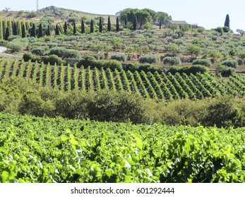 Vineyard In Sicily, Italy