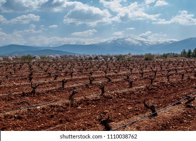 Vineyard With The Sierra Nevada Mountains, Spain, In The Background