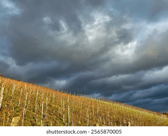 A vineyard slope bathed in golden light beneath a turbulent sky. The dark clouds and vivid contrast create a dramatic, apocalyptic mood, blending nature's beauty with an intense, foreboding atmosphere - Powered by Shutterstock