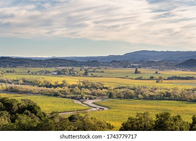 Vineyard In Sonoma County California