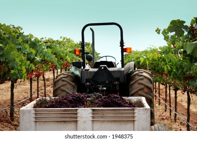 Vineyard In Sonoma County, California