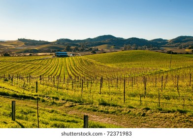 Vineyard In Sonoma Valley