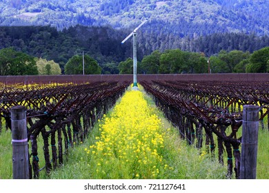 Vineyard In Sonoma, Wine Country California