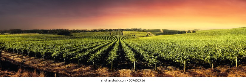 Vineyard In South Australia