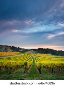 Vineyard In South Australia