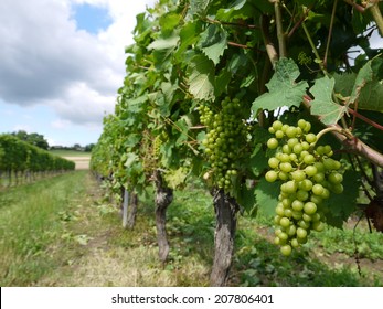 Vineyard In Southern France