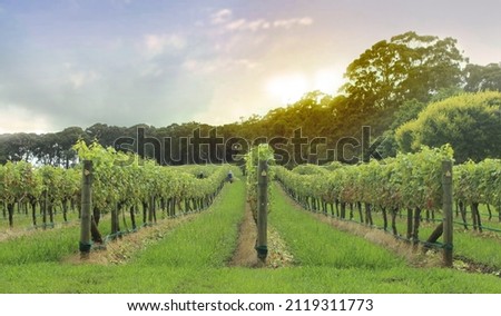 A vineyard in the Southern highlands. Workers in the distance tending the vines.