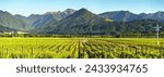 Vineyard Splendor: Scenic Beauty of Blenheim, Marlborough, South Island, New Zealand in 4K Ultra HD