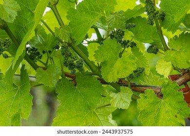 The vineyard in spring. Green vine leaves with tendrils and wine shoots growing in spring. Grape bunch at stage of formation. Grape berries growing on the vine grape plant in the springtime.  - Powered by Shutterstock