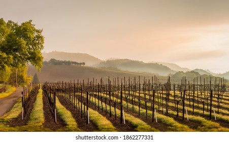 A vineyard in spring with low clouds in the mountains at sunset.