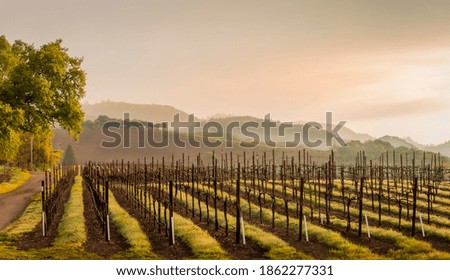 A vineyard in spring with low clouds in the mountains at sunset.