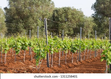 Vineyard In Spring, Salento, Apulia Region, Italy