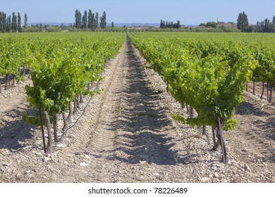 A Vineyard In Spring In Southern France