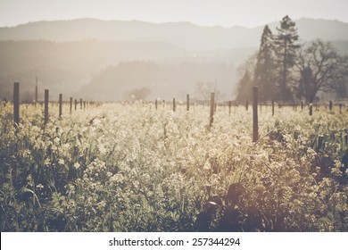 Vineyard In Spring With Vintage Instagram Film Style Filter