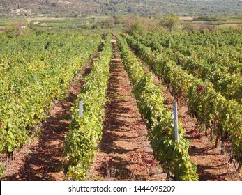 Vineyard Stari Grad Plain, Hvar