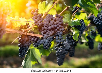 Vineyard in summer with ripe grapes ready for harvest