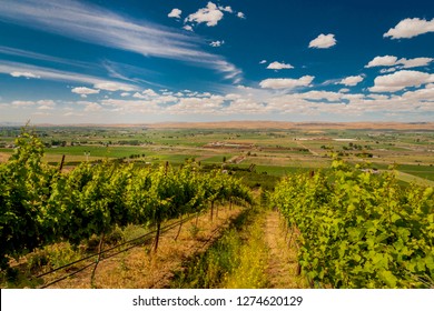 Vineyard In Summer Sun In Yakima Valley In Eastern Washington State, USA.