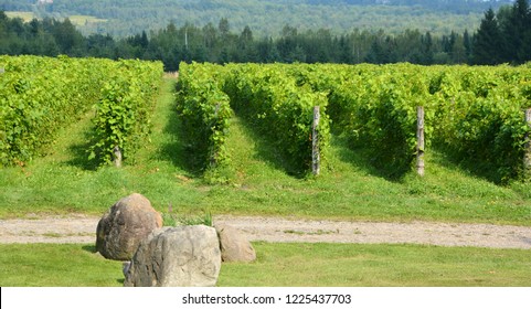 Vineyard In Summer Time Bromont Eastern Township, Quebec, Canada