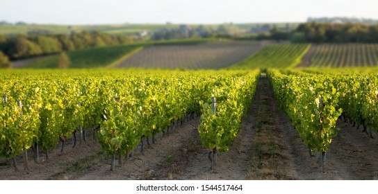 Vineyard Sunrise - Anjou Vineyard-France.