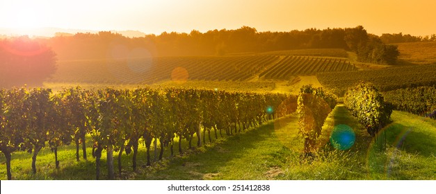 Vineyard Sunrise - Bordeaux Vineyard