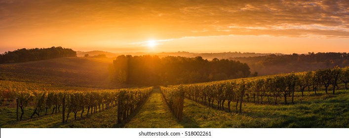 Vineyard Sunrise, Bordeaux Vineyard, France