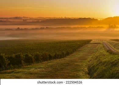 Vineyard Sunrise In Bordeaux Vineyard-France