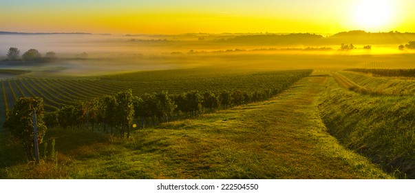 Vineyard Sunrise In Bordeaux Vineyard-France