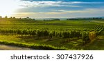 Vineyard Sunrise - Bordeaux Vineyard-France, Aquitaine, Gironde, 33, Targon.