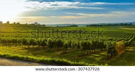 Vineyard Sunrise - Bordeaux Vineyard-France, Aquitaine, Gironde, 33, Targon.