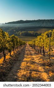 Vineyard at sunrise in San Gimignano Tuscany. - Shutterstock ID 2052344003