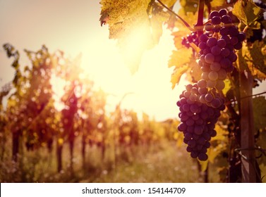 Vineyard at sunset.