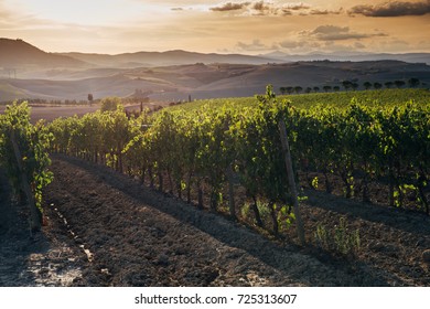Vineyard at sunset.