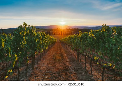 Vineyard At Sunset.