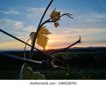 Vineyard sunset background in hills