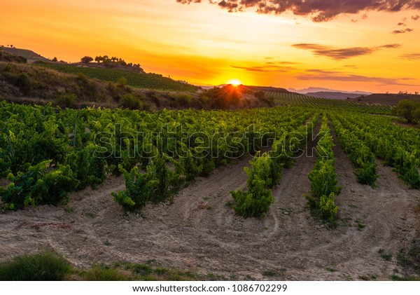 Vineyard at sunset, La Rioja,
Spain