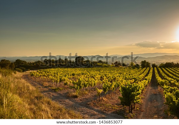 Vineyard at sunset. A\
plantation of grapevines. Hilly mediterranean landscape, south\
France, Europe