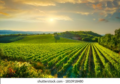 Vineyard at sunset. Sangiovese red Italian wine grape variety. Castellina in Chianti, Tuscany, Italy, Europe.