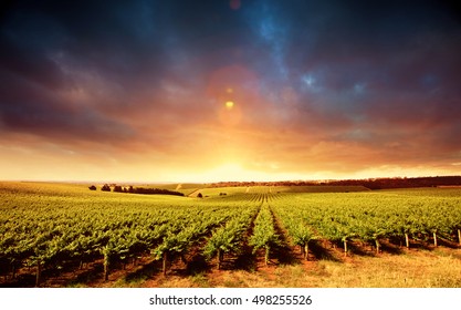 Vineyard Sunset In South Australia