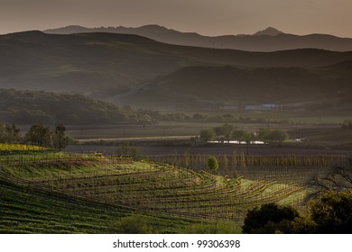 Vineyard at Sunset in Valley