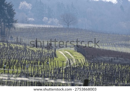 Vineyard track through wine fields
A dirt path winds through tightly planted vine rows typical of the Ahr wine region, where Pinot Noir grapes thrive in the valley’s mild microclimate.
