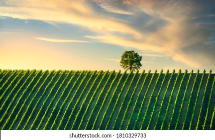 Vineyard and tree at sunset. Castellina in Chianti, Tuscany, Italy, Europe.