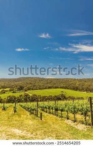 Vineyard Trees Vineyard To Lots Of Trees