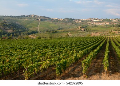 Vineyard in Tuscany, Italy.