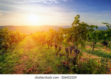 Vineyard in Tuscany, Italy. Picturesque wine farm at sunset. Ripe grapes