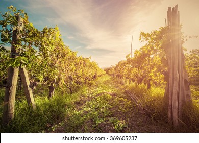 Vineyard in Tuscany, Italy. Wine farm at sunset in vintage style. Ripe grapes